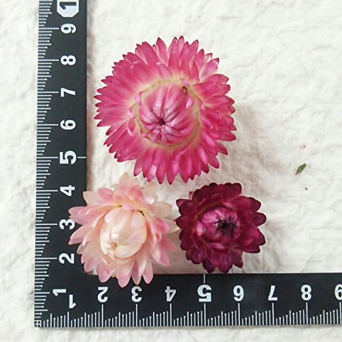 Amazon｜ドライフラワー ヘリクリサム約20個（貝殻草、カイガラソウ